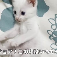仰向けの子猫
