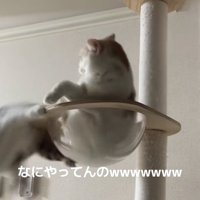 ボウルから落ちる猫