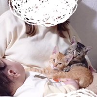 赤ちゃんと2匹の子猫