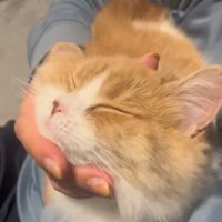 顔をなでられる猫