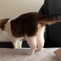ベッドから下りようとしている猫
