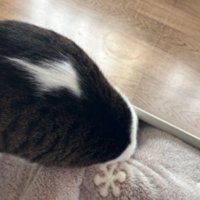 こたつに入ろうとする猫
