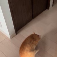 おしり歩きする猫