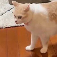 舌を出したまま立ち尽くす茶白猫