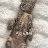 ソファの背もたれの隙間で寝ている子猫（全体後ろ足見切れ）