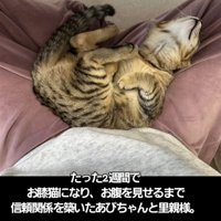 人のひざの上で仰向けになる子猫
