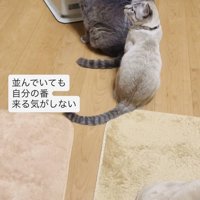 ストーブに並ぶグレートラ猫とシャムトラ猫