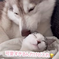 顔を寄せる子猫と犬