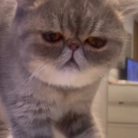 皿の中身を見つめる猫