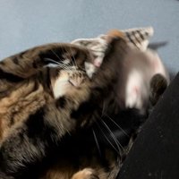 ハンカチにじゃれる猫
