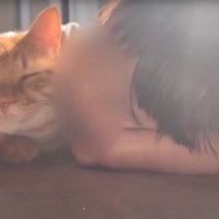 ゴロゴロ鳴く猫