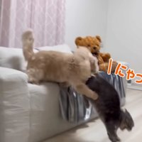 フランマさんがアクアさんを噛む