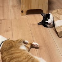 紙袋に入った猫の顔と寝転がって顔が見切れている茶トラ猫