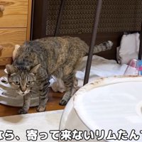寄ってくるリムたん
