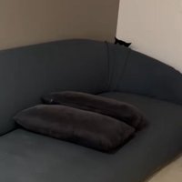 ソファーの後ろに隠れている黒猫