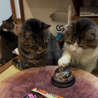 ベルを鳴らそうとしている猫と見守る猫