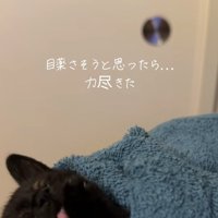 前足を舐めているタオルに包まれた子猫