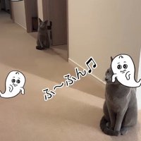 廊下に座っている2匹の猫
