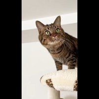 斜め上を見る大人さもじくん