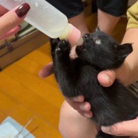 ミルクを飲む子猫の横顔