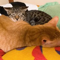 寄り添っている二匹の猫