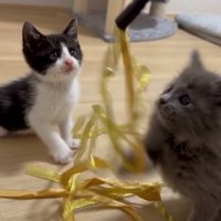 リボンのおもちゃで遊ぶ子猫たち