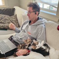 人の腕にくっつく子猫たち