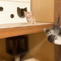 高いところに登っている子猫
