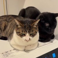 くつろぐ2匹の猫