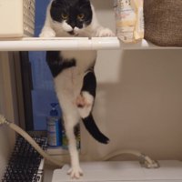 後ろ足を上げる猫