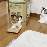 箱に入っている猫と箱の横で待機している猫