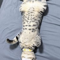 大股広げてへそ天するキジトラ