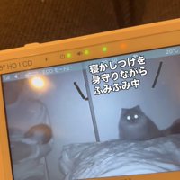 ベッドに乗る猫