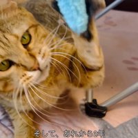おもちゃで遊ぶ猫