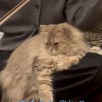 人の膝の上に座っている猫