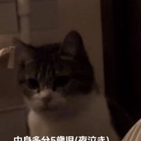 ママの布団の前で座るキジ白猫