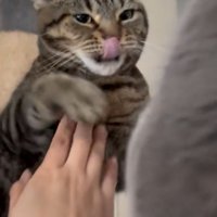 舌をペロリと出しながら、飼い主に制止される猫