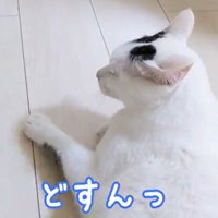 甘えつかれたチロくん