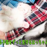 子猫を見ている犬