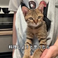 抱っこ紐の中で人の手に前足をのせる猫