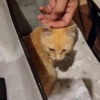 振り向く子猫