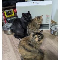 ヒーターの前にいる猫