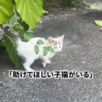 外で鳴いている子猫