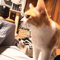 コタツの横に立っている猫