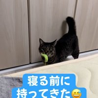 猫じゃらしを咥えている猫