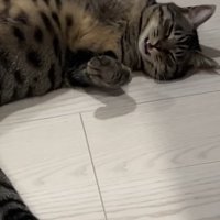 ろうかでへそ天で寝て鳴いている猫