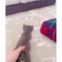 駆け回る子猫