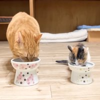 ごはんを食べるふたり