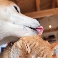 目を瞑って伏せている猫の耳を舐めている柴犬
