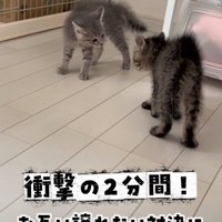 喧嘩勃発